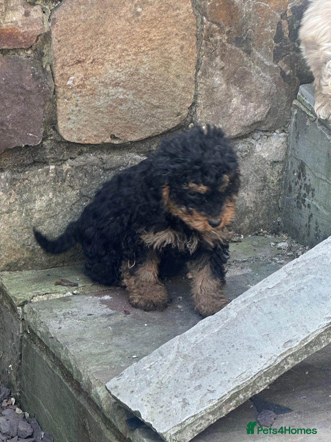 Cockapoo dogs for sale: Crazy Cockapoo puppies    - Image 7