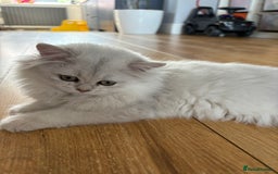 British Shorthair cats for sale: 🐾 Purebred British Shorthair & Longhair Kittens  - Image 31