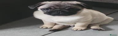 Pug 1