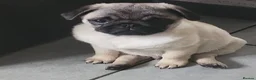 Pug dogs for sale: Beautiful Male Pug Puppy - Advert 4