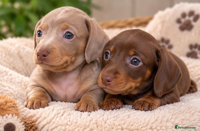 Miniature Dachshund dogs for sale: KC Mini Dachshund Puppies – Ultra Low 0.9% COI - Advert 2