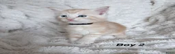Maine Coon cats for sale: Maine coon kittens ready to reserve  - Advert 29