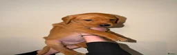 Labrador Retriever dogs for sale: Stunning fox red Labrador pups 🐶  in Rotherham - Advert 16