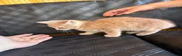 Mixed Breed cats for sale: 3 lovely female kittens - Advert 11