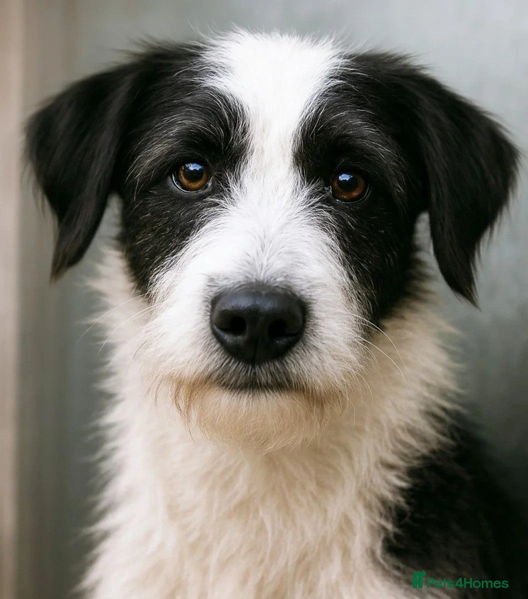 Mixed Breed dogs Meet PANDA - a handsome boy for a Loving Home - Advert 1