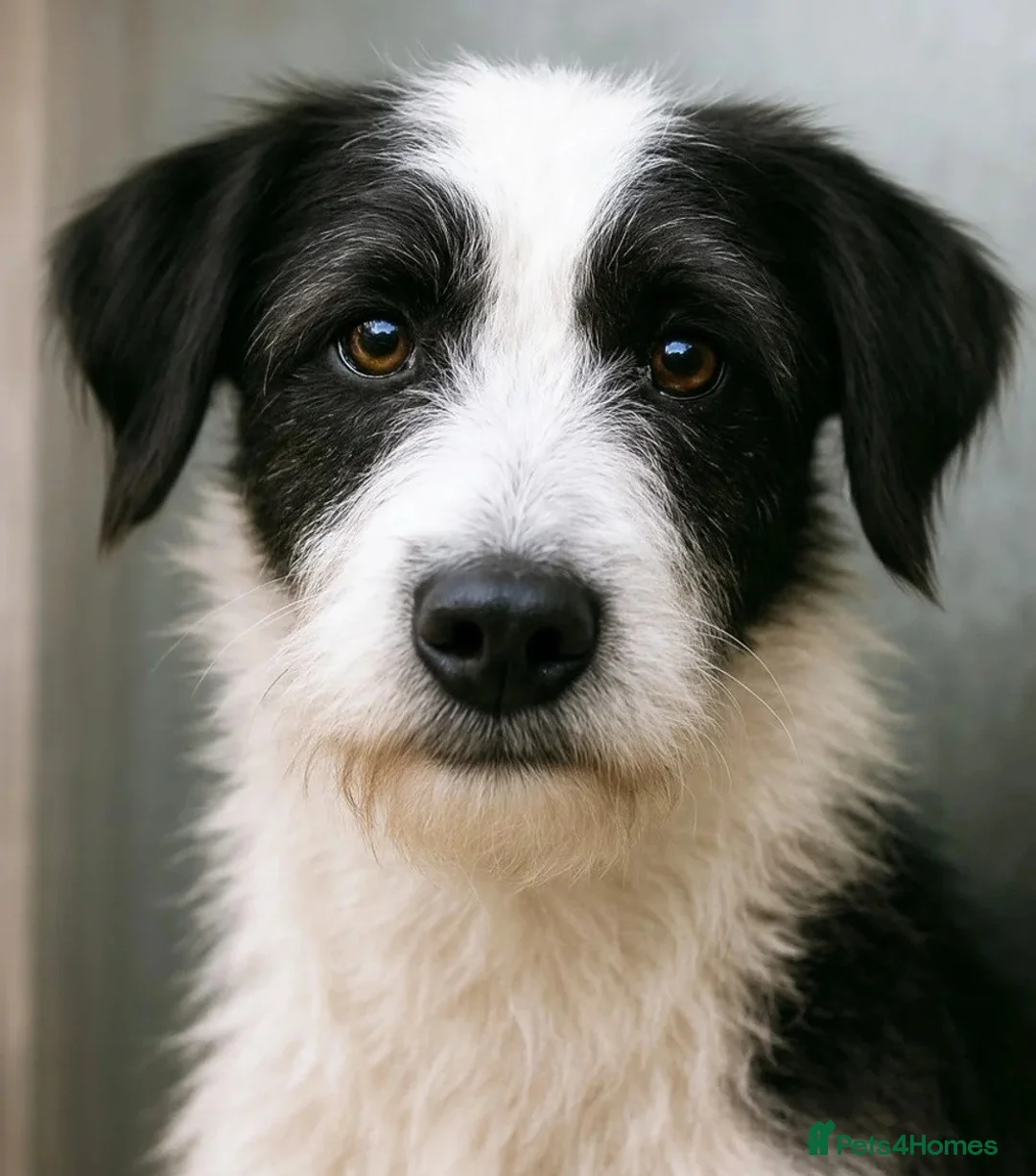 Mixed Breed dogs for adoption: Meet PANDA - a handsome boy for a Loving Home - Advert 1