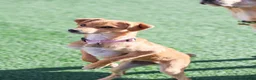 Mixed Breed dogs for adoption: Trudy - Advert 19
