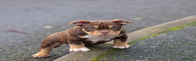 American Bully Puppy 3