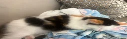 Ragdoll cats for sale: Beautiful Ragdoll Kittens - Advert 13