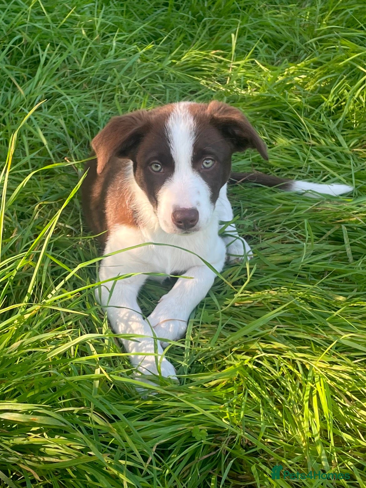 Border Collie dogs for sale: 13 week old Border Collie  - Advert 4
