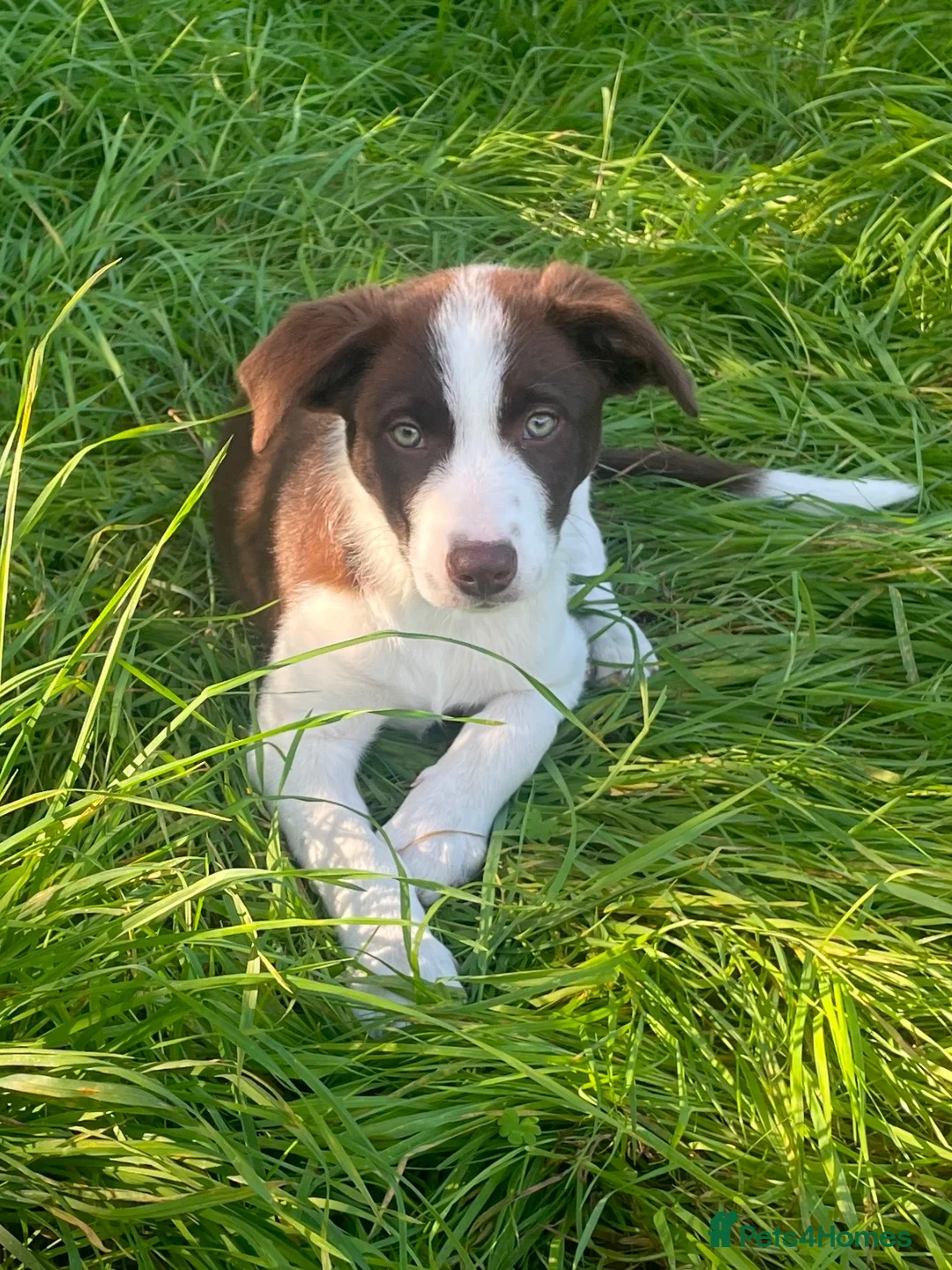 Border Collie dogs for sale: 13 week old Border Collie  in Dorchester - Advert 1