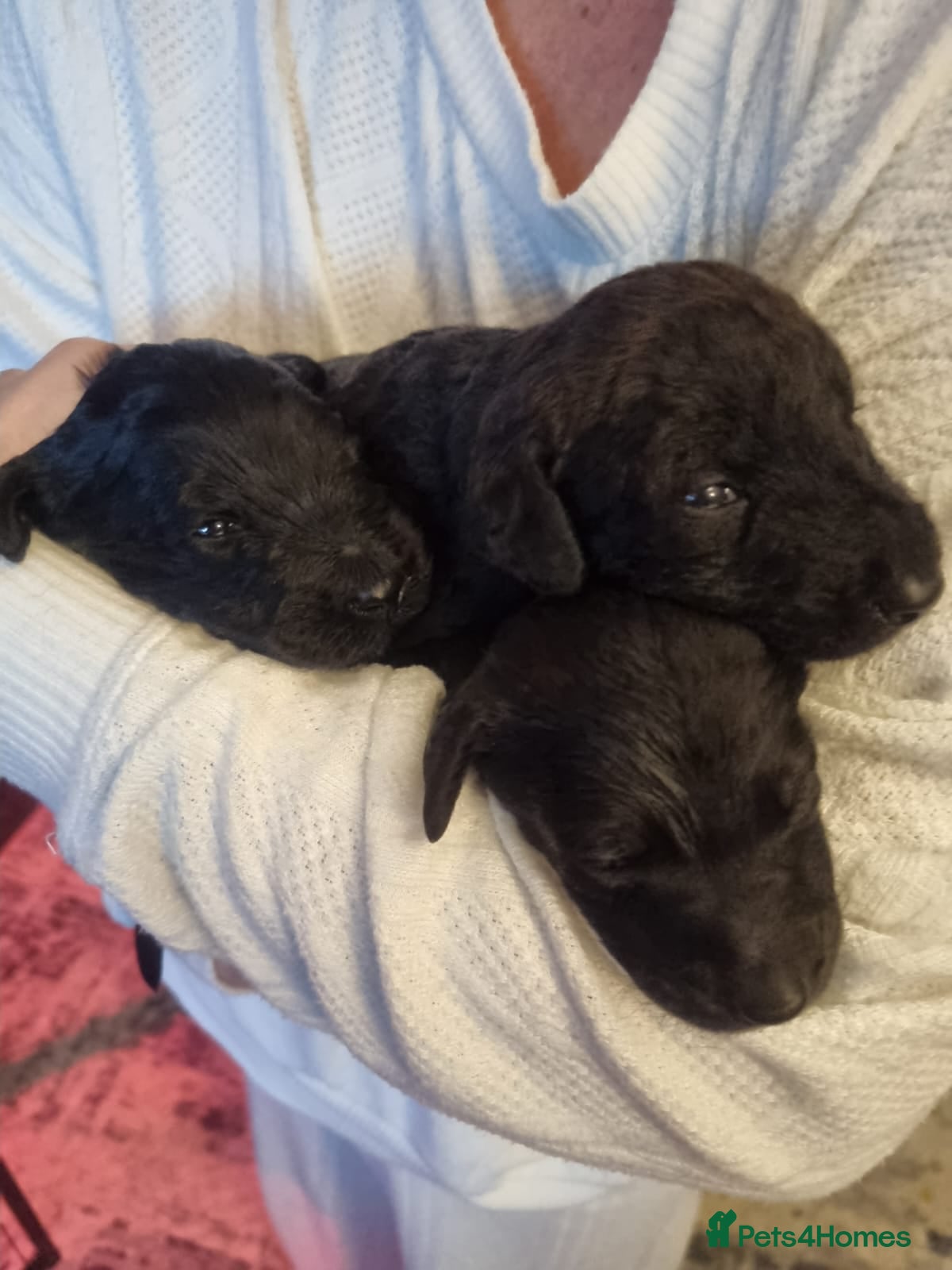 Labradoodle dogs 🐾 Labradoodle Puppies 🐾 - Advert 2
