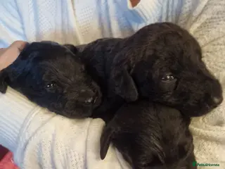 Labradoodle dogs 🐾 Labradoodle Puppies 🐾 - Advert 2