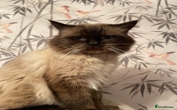 Ragdoll cats for sale: Our little snow babies ragdoll kittens  - Image 28