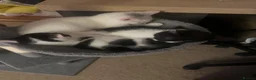 Mixed Breed cats for sale: Kittens - Advert 9