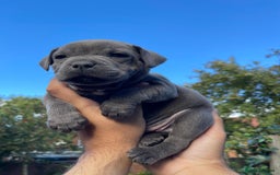 Staffordshire Bull Terrier dogs for sale: STUNNING CHAMPION BRED LITTER - Image 12