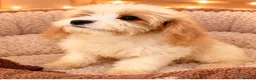 Cavapoo dogs for sale: 🤎✨ Toy Cavapoo Looking for His Forever Home 🐾 in Accrington - Advert 3