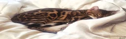 Bengal cats for sale: Stunning Bengal Kitten Seeking His Forever Home 🩵 - Advert 5