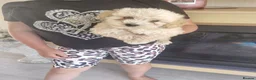Cavapoo dogs for sale: Cavapoo puppys - Advert 15