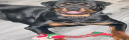 Rottweiler dogs for sale: Free for rehoming  - Advert 5