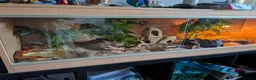 Corn Snake reptiles for sale: Corn Snake & Vivarium - 4 years old in Heanor - Advert 5
