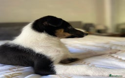 Border Collie dogs for sale: Border collies Dundee  - Image 18