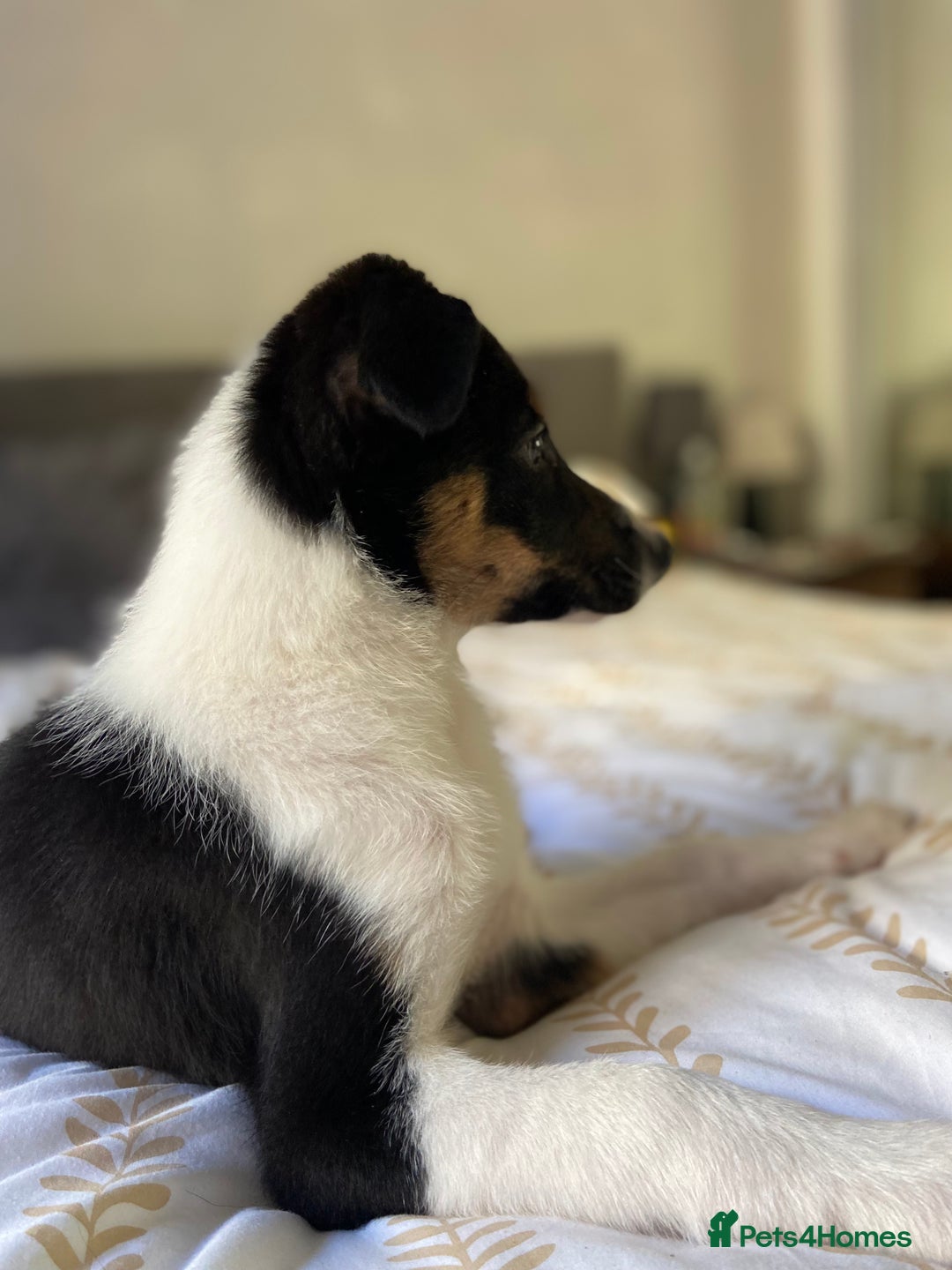 Border Collie dogs for sale: Border collies Dundee  - Image 18