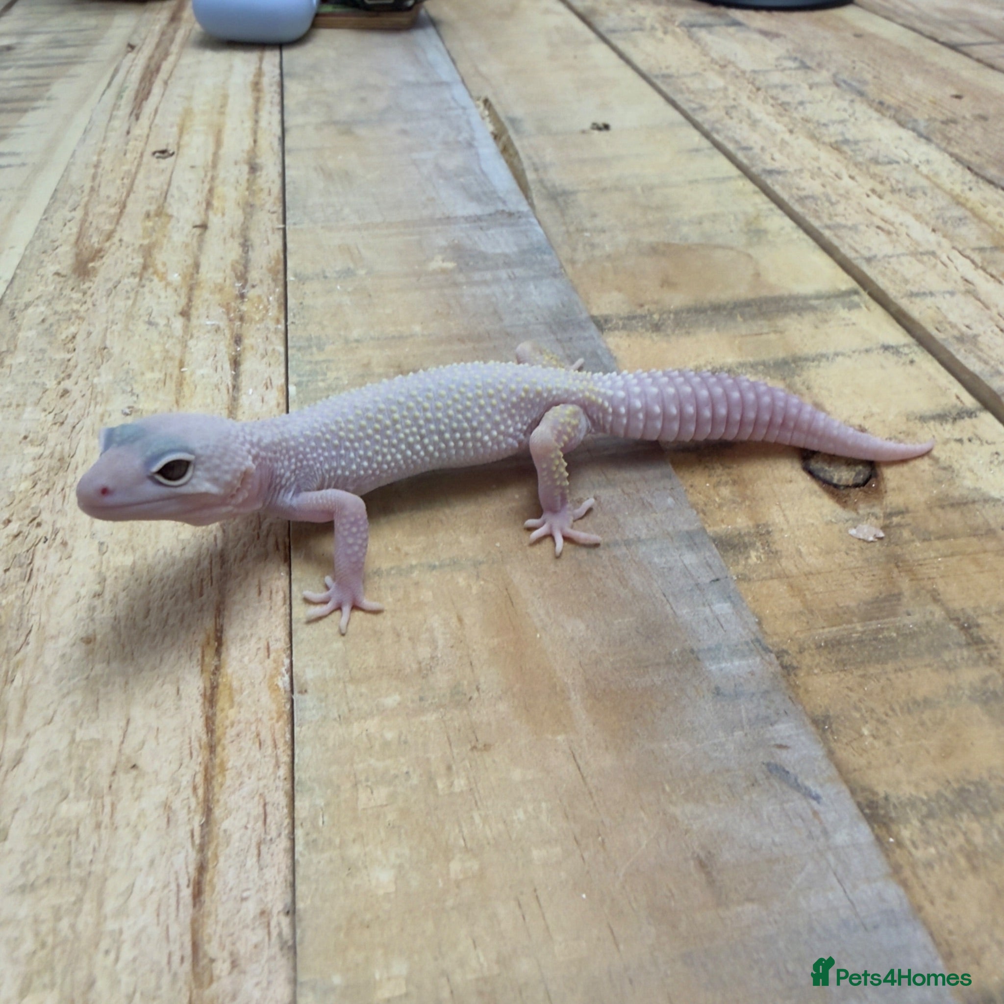 Leopard Gecko reptiles LEOPARD GECKOS - Advert 1