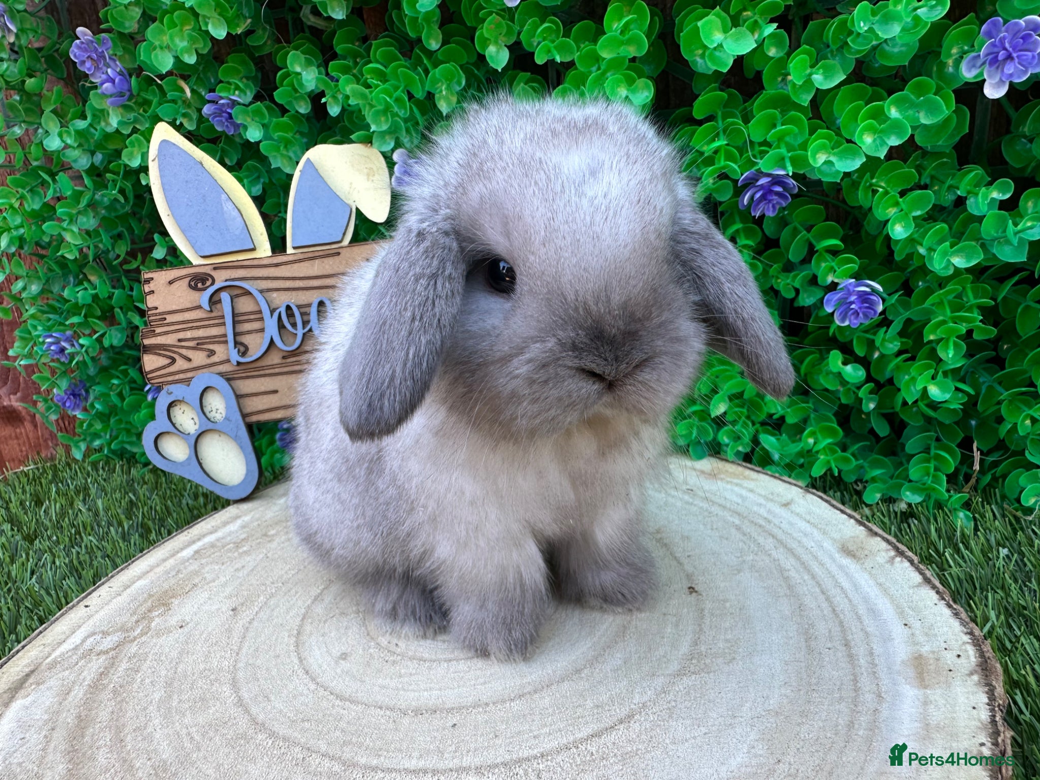 Mini Lop rabbits Stunning purebred mini lops  - Advert 2