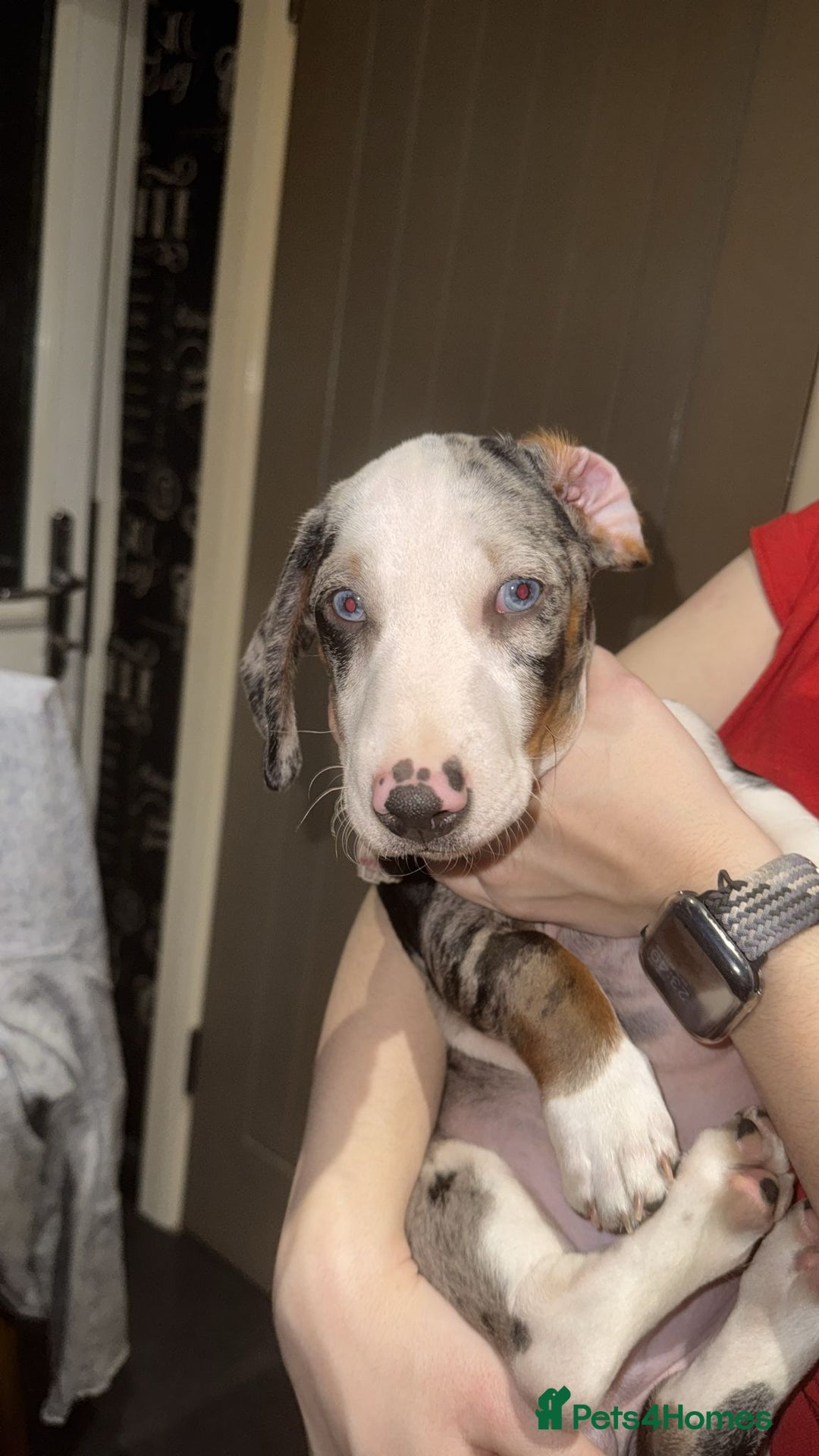 Dachshund dogs for sale: Beautifull puppies  - Advert 25