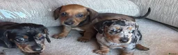 Miniature Dachshund dogs for sale: Miniature dachshunds - Advert 14