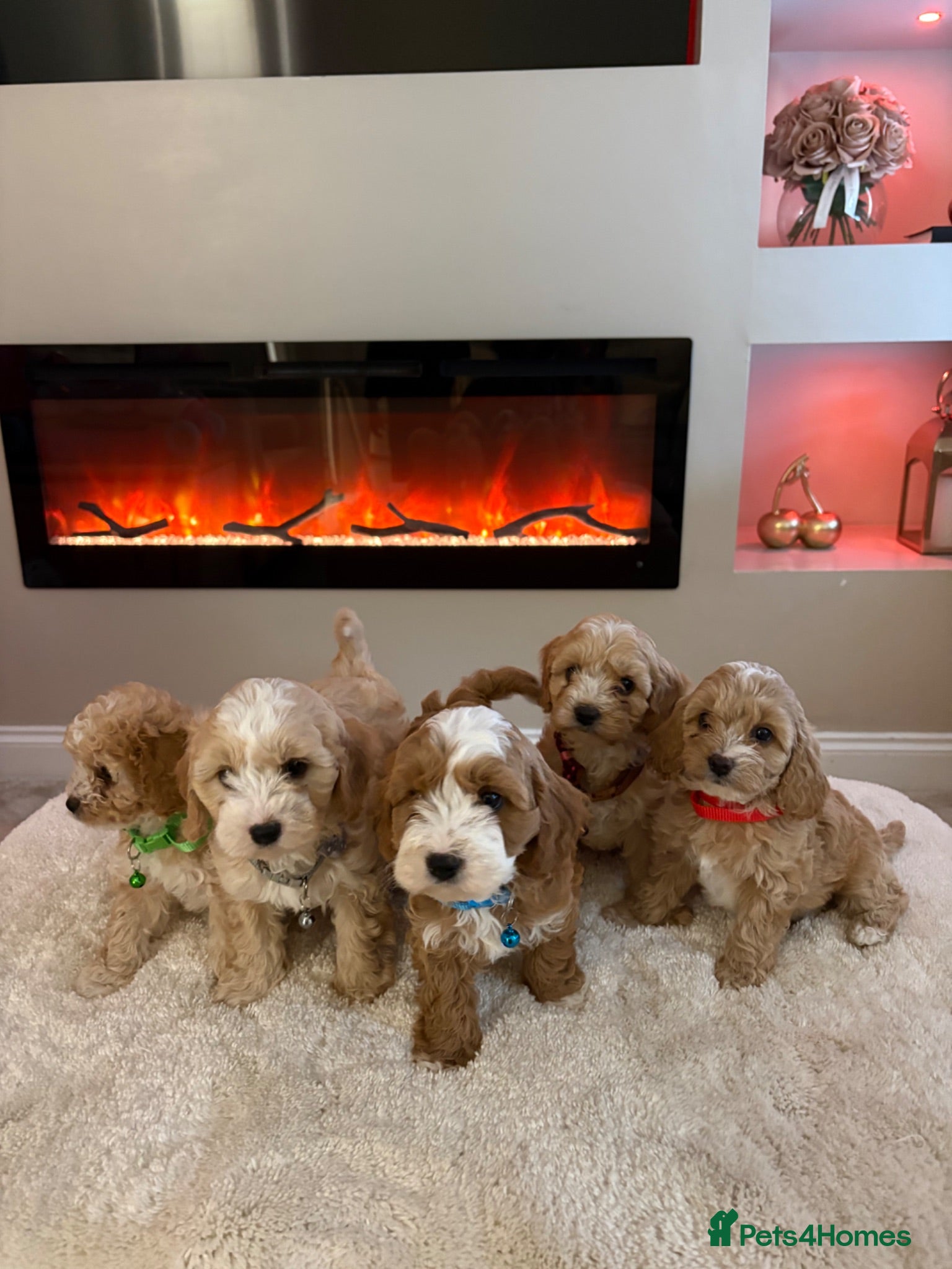 Cavapoo dogs Gorgeous Cavapoo puppies  - Advert 1