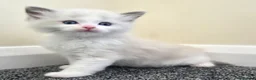 Ragdoll cats for sale: Pure ragdolls for sale - Advert 20