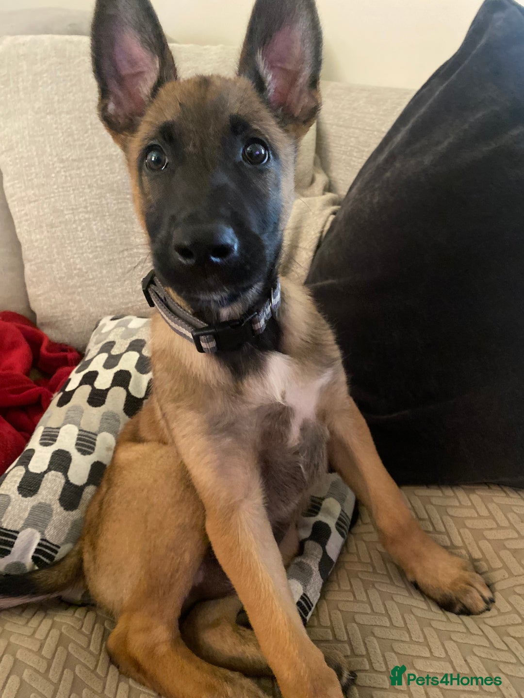 Belgian Shepherd Dog dogs for sale: Belgian malonis - Image 2