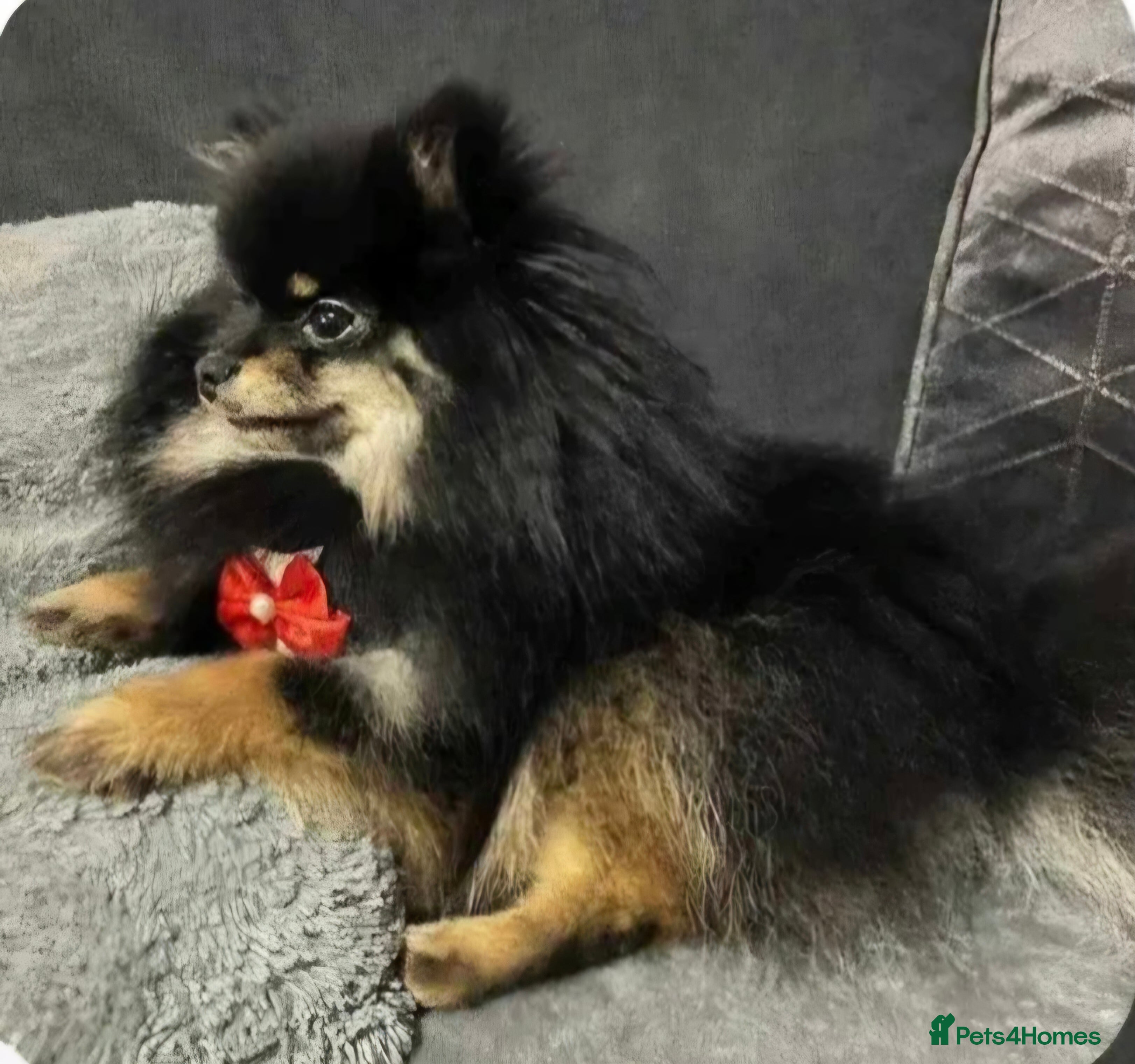 Pomeranian dogs Very, very sexsy mini Pomeranian 🧸 boys for stud in Boston - Advert 3