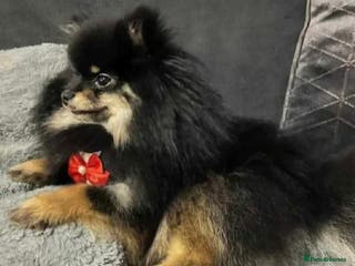 Pomeranian dogs Very, very sexsy mini Pomeranian 🧸 boys for stud in Boston - Advert 8