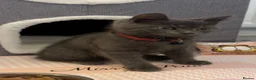 British Shorthair cats for sale: Beautiful British Shorthair Cross Kitten - Advert 2