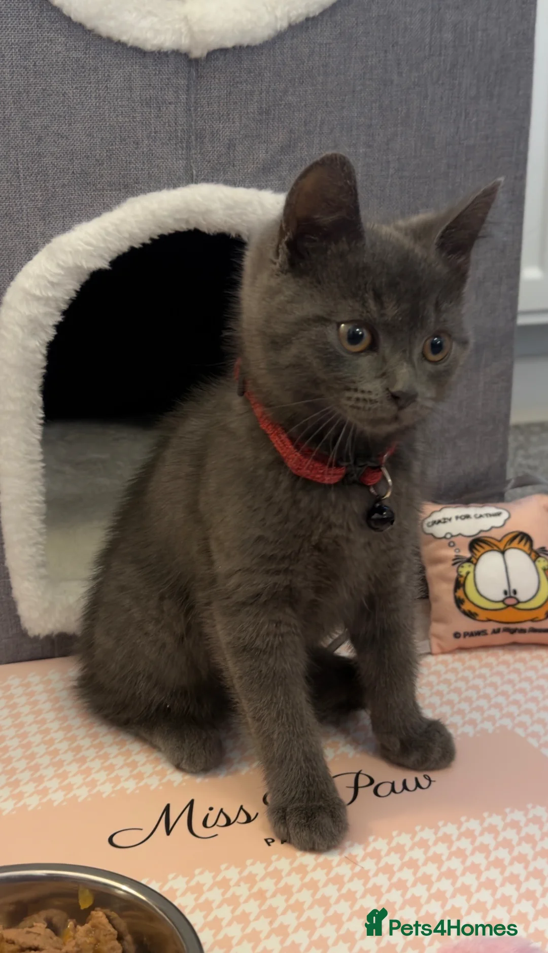 British Shorthair cats for sale: Beautiful British Shorthair Cross Kitten - Advert 2
