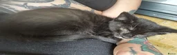 Mixed Breed cats for sale: Tuxedo kitten for urgent rehoming - Advert 2