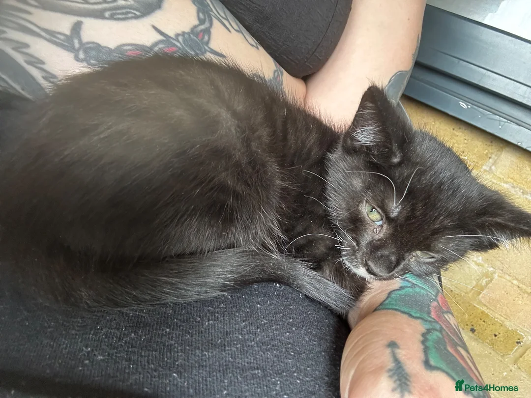 Mixed Breed cats for sale: Tuxedo kitten for urgent rehoming - Advert 2