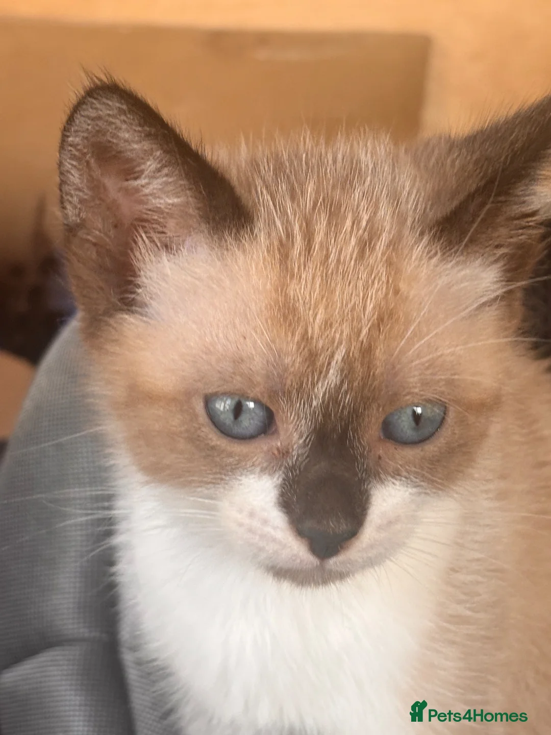 Mixed Breed cats for sale: 2 beautiful kittens available now  in Bristol - Advert 3
