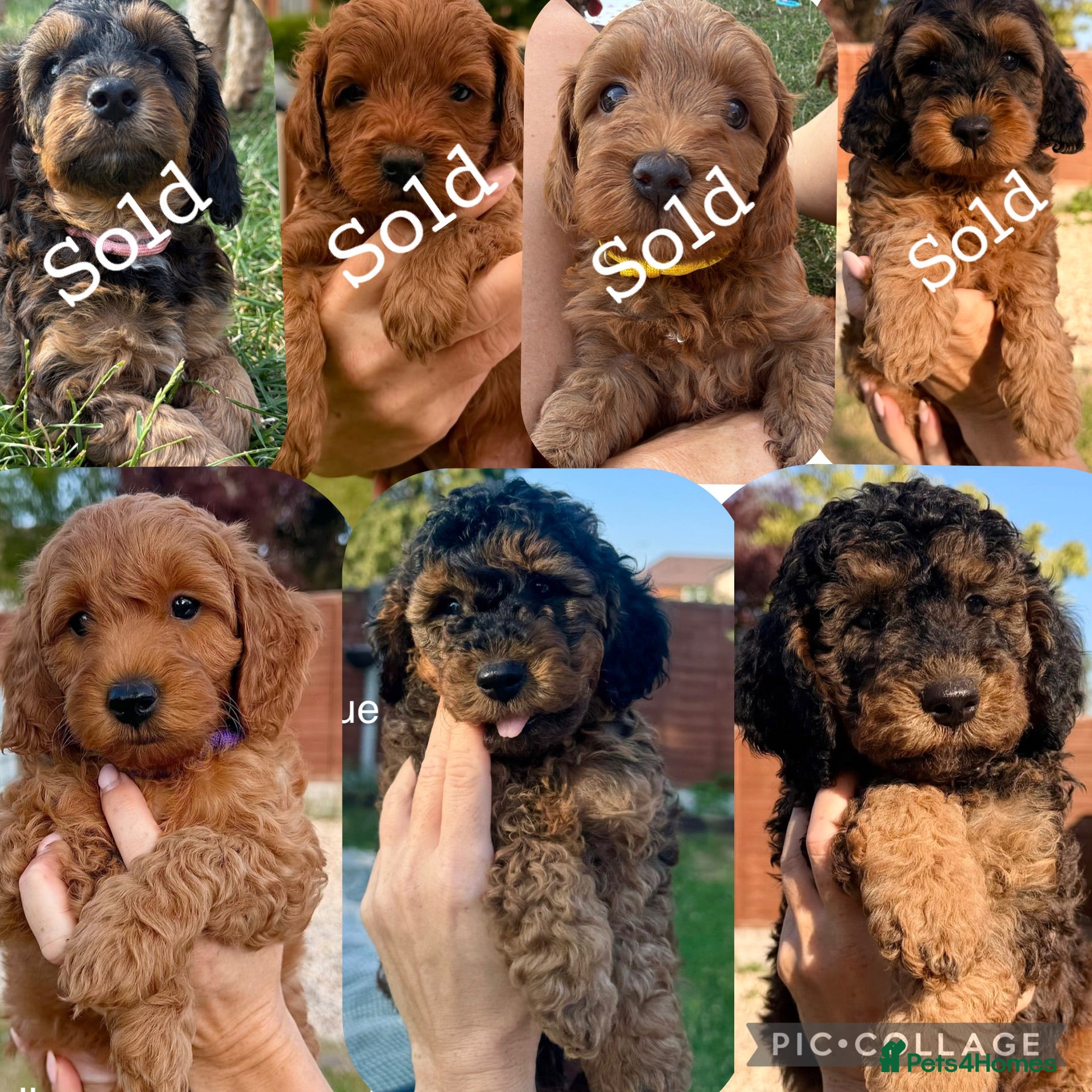 Cockapoo dogs Red & Sable F1B Cockapoos 🐶  - Advert 1