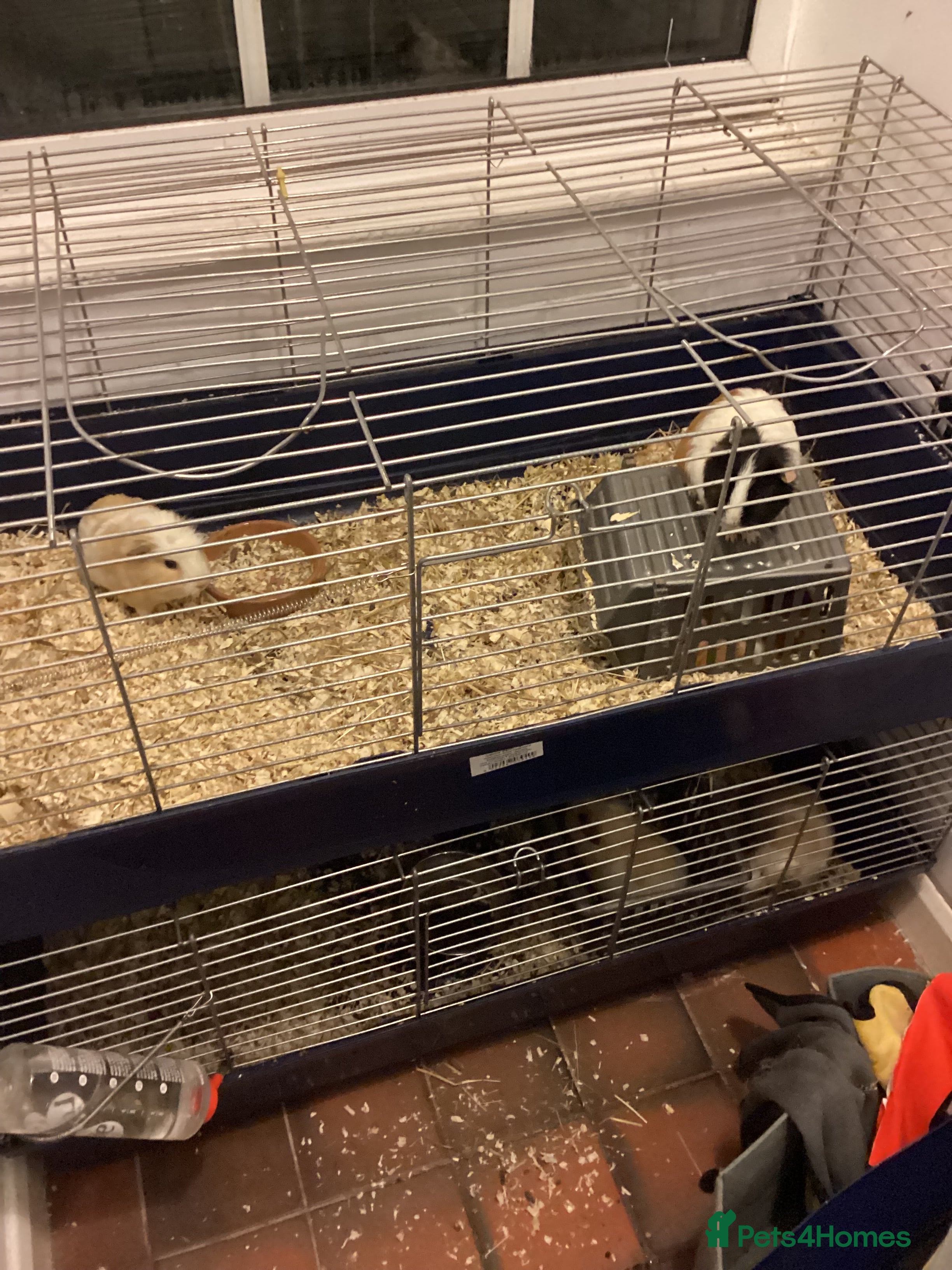 Guinea Pig rodents Guinea pig boys for sale - Advert 1