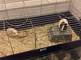 Guinea Pig rodents Guinea pig boys for sale - Advert 7