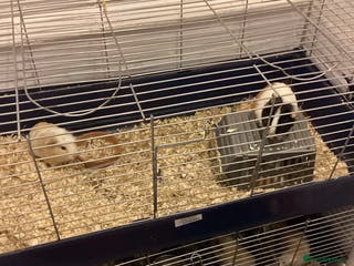 Guinea Pig rodents Guinea pig boys for sale - Advert 8