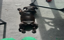 Mixed Breed dogs for sale: Beautiful 6 Month old Bulldach for sale  - Image 11