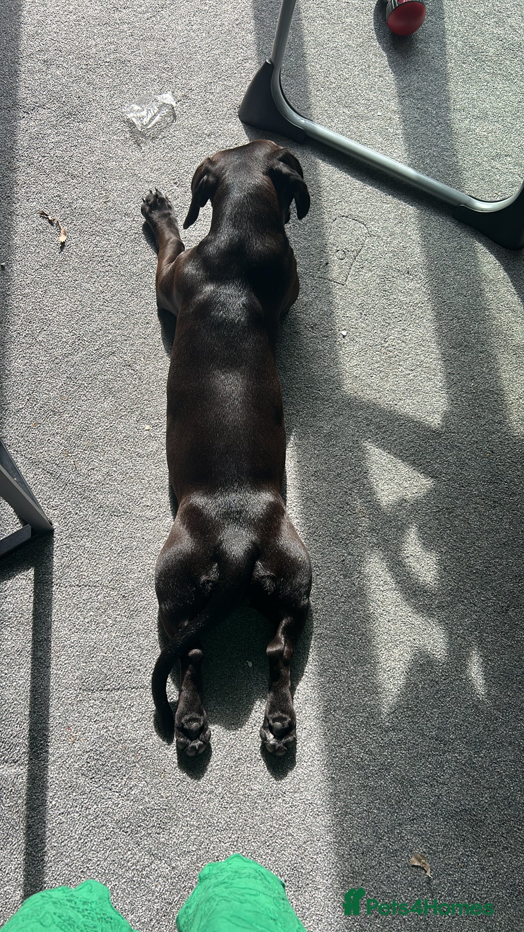 Mixed Breed dogs for sale: Beautiful 6 Month old Bulldach for sale  - Image 11