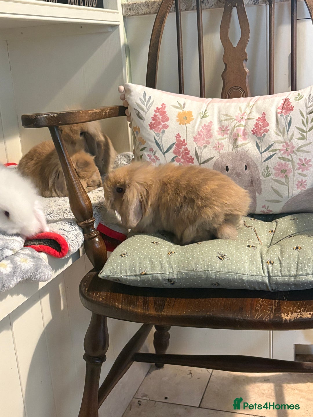 Mini Lop rabbits for sale: Vaccinated/raised indoors, mini lops and lion lop  - Advert 9