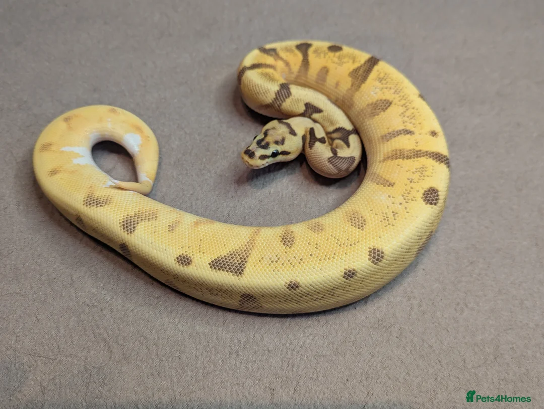Python Snake reptiles for sale: 2025 Royal Python Hatchlings  - Advert 5