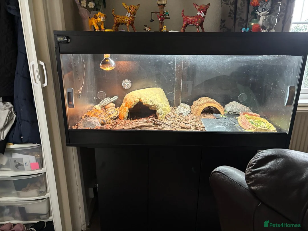 Tortoise reptiles for sale: Horsfield Tortoises - Advert 2